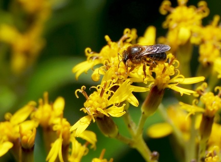 	Melipona variegatipes