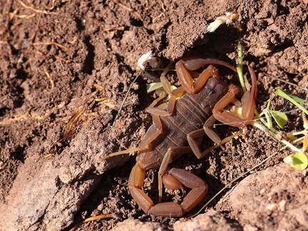 	Centruroides pococki	