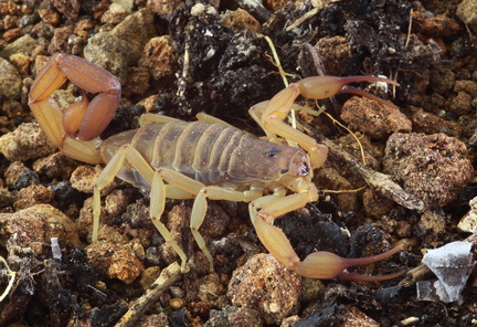 	Centruroides pococki