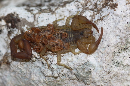 	Centruroides barbudensis	