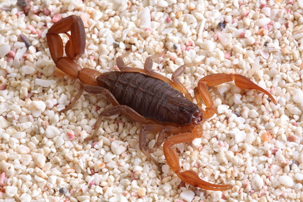 	Centruroides pococki	