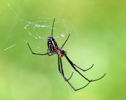 	Leucauge argyra	