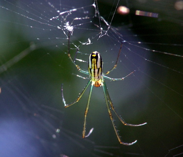 	Leucauge argyra	