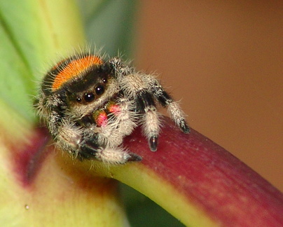 	Phidippus regius	