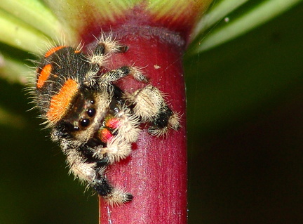 	Phidippus regius	