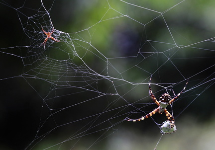 	Couple d'Argiopes	