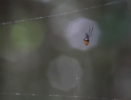 	Argyrodes spp.	