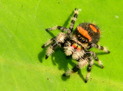 	Phidippus regius	