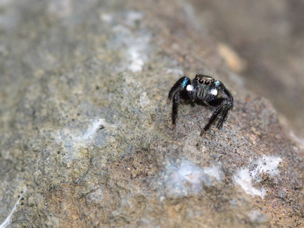 	Salticidae	