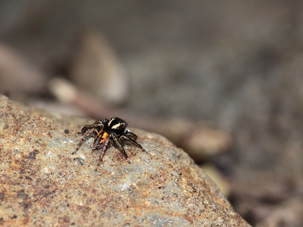 	Salticidae	