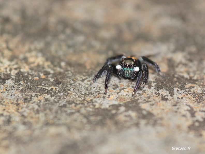 	Salticidae	