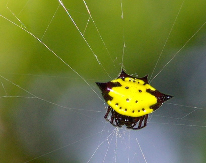 	Gasteracantha cancriformis	