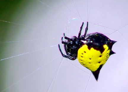 	Gasteracantha cancriformis	