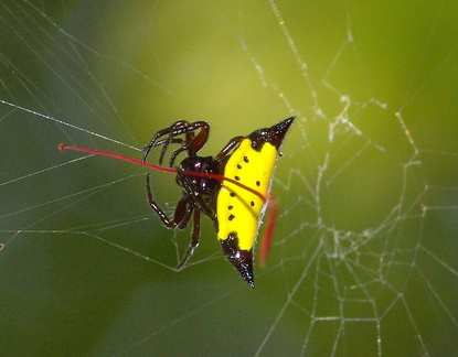 	Gasteracantha cancriformis	