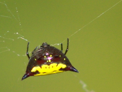 	Gasteracantha cancriformis	