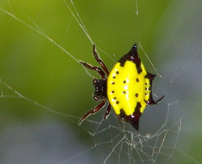 	Gasteracantha cancriformis	