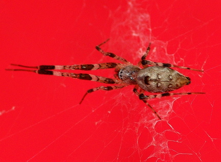 	Zosis geniculata