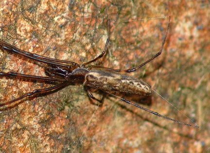 	Tetragnatha sp.	