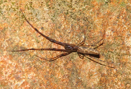 	Tetragnatha sp.	