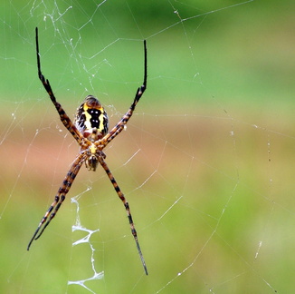 	Argiope trifasciata	