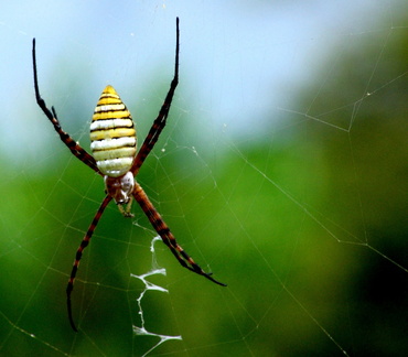 	Argiope trifasciata	