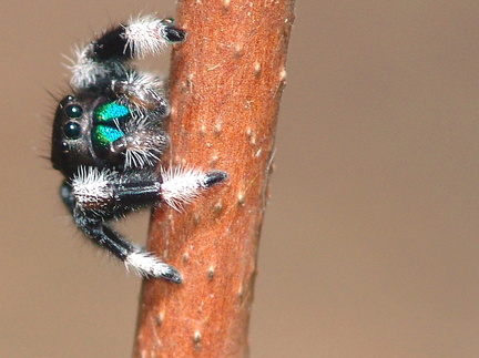 	Phidippus regius	