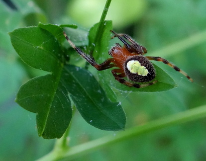 	Eriophora ravilla