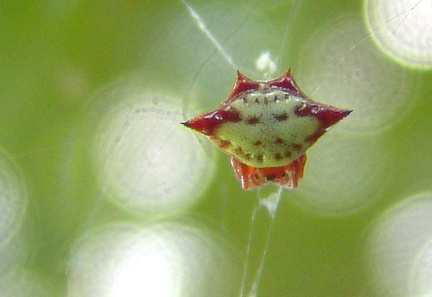 	Gasteracantha cancriformis	