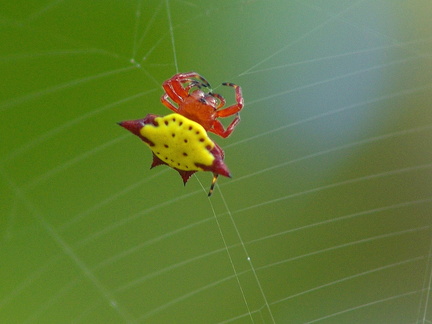 	Gasteracantha cancriformis	