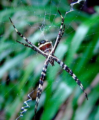 	Argiope argentata	