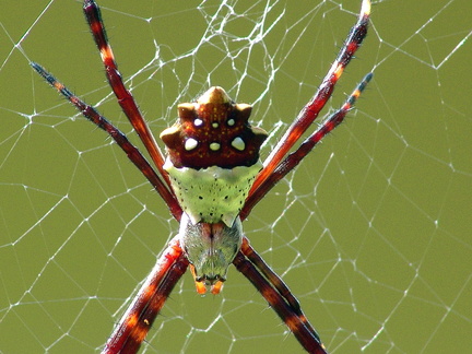 	Argiope argentata	