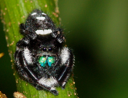 	Phidippus regius	