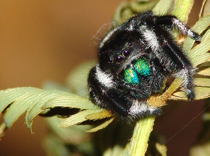 	Phidippus regius	