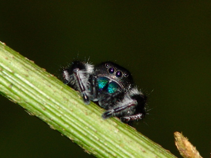 	Phidippus regius	