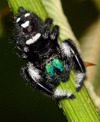 	Phidippus regius	