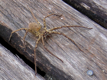 	Heteropoda venatoria	