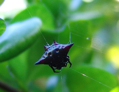 	Gasteracantha cancriformis	