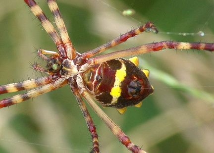 	Argiope argentata	