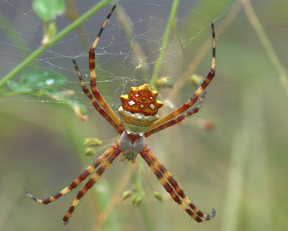 	Argiope argentata	