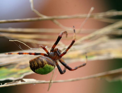 	Eriophora ravilla