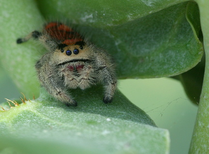 	Phidippus regius	