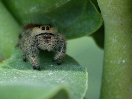 	Phidippus regius	