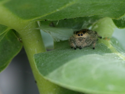 	Phidippus regius	