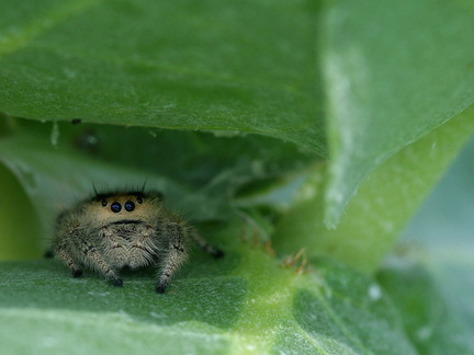 	Phidippus regius	