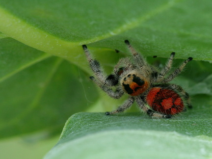 	Phidippus regius	