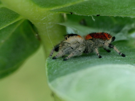 	Phidippus regius	