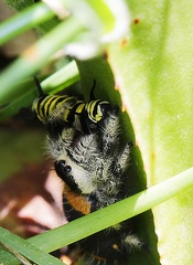 	Phidippus regius	