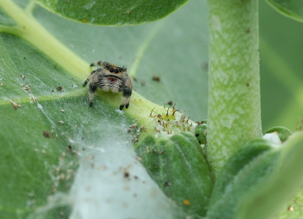 	Phidippus regius	