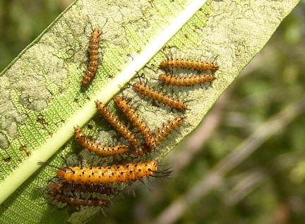 	Chenille Rasta	