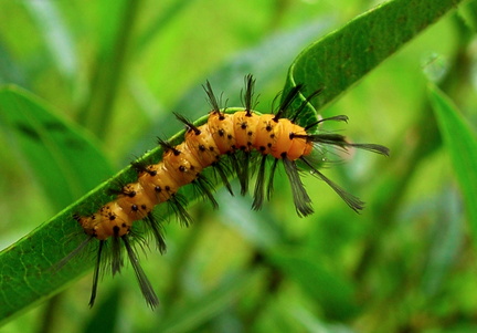 	Chenille Rasta	